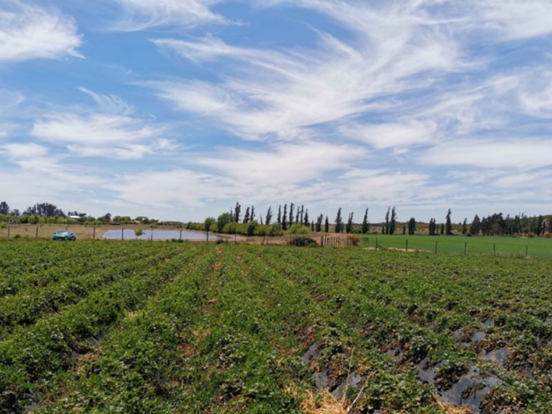 cultivo de fresas en comuna